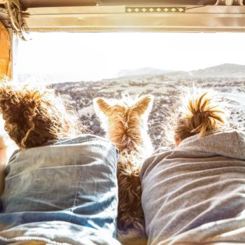 mascotas y camper furgonetas